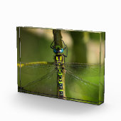 鮮やかHawker Dragonfly Close Up - Wildlife Photo フォトブロック (右)