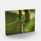 鮮やかHawker Dragonfly Close Up - Wildlife Photo フォトブロック (左)