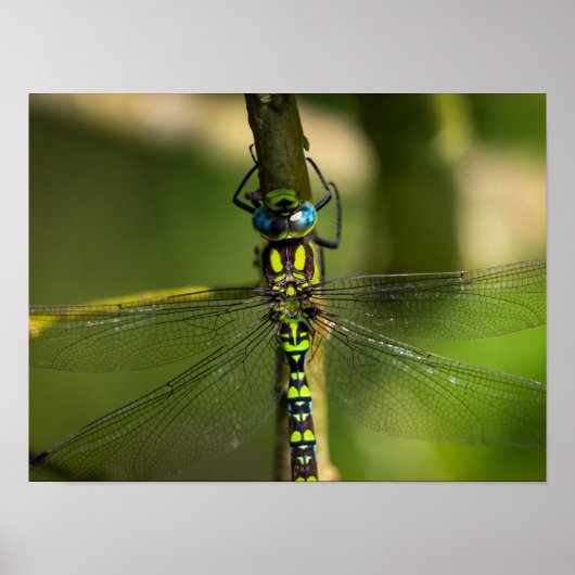 鮮やかHawker Dragonfly Close Up - Wildlife Photo ポスター (正面)