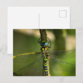 鮮やかHawker Dragonfly Close Up - Wildlife Photo ポストカード (正面/裏面)