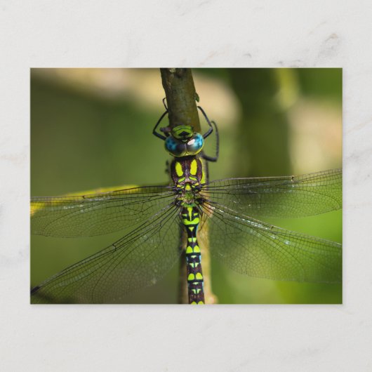 鮮やかHawker Dragonfly Close Up - Wildlife Photo ポストカード (正面)