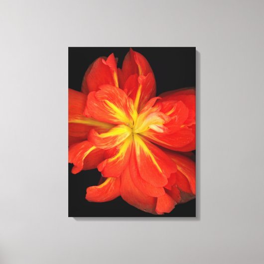 鮮やかOrange Begoniaマクロ キャンバスプリント (正面)