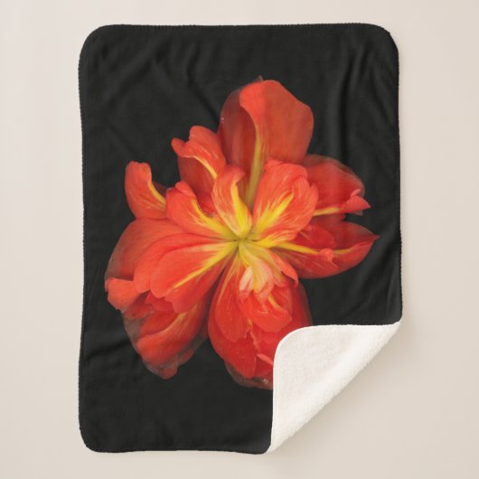 鮮やかOrange Begoniaマクロ シェルパブランケット (正面)