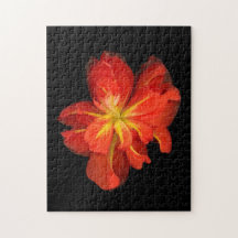 鮮やかOrange Begoniaマクロ