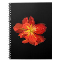 鮮やかOrange Begoniaマクロ