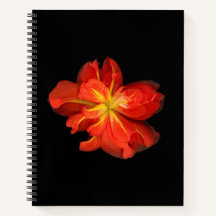 鮮やかOrange Begoniaマクロ