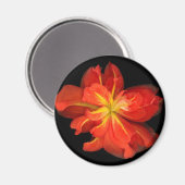 鮮やかOrange Begoniaマクロ マグネット (正面/裏面)