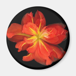 鮮やかOrange Begoniaマクロ マグネット