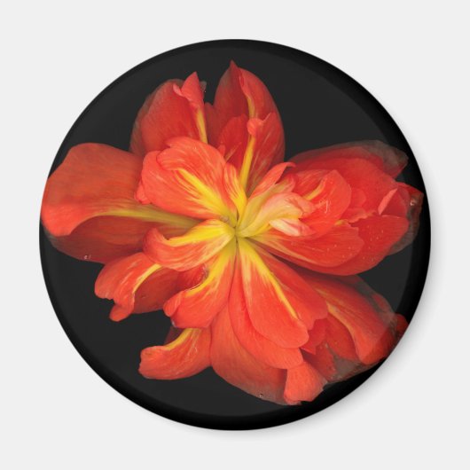 鮮やかOrange Begoniaマクロ マグネット (正面)