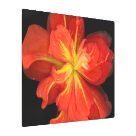 鮮やかOrange Begoniaマクロ メタルプリント