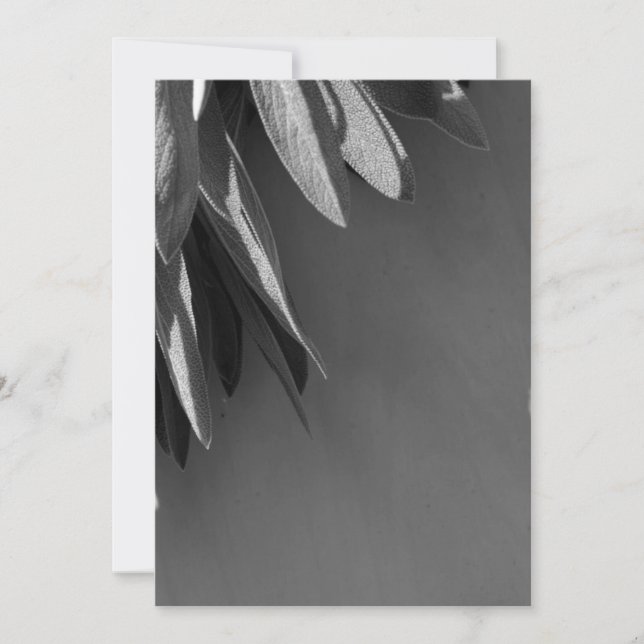 鮮度の高いセージのグレースケール (正面)