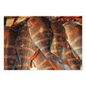 鮮魚 フォトプリント            (正面)