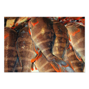 鮮魚 フォトプリント           