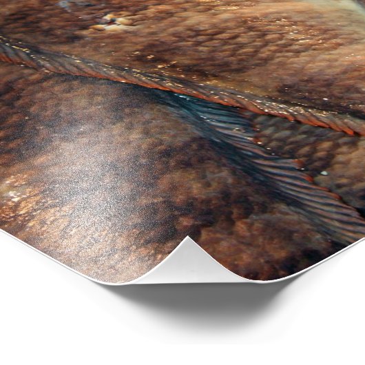 鮮魚 フォトプリント            (角)