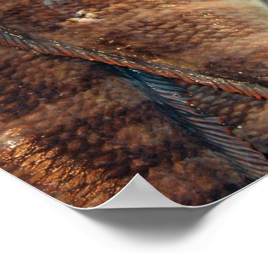 鮮魚 ポスター (角)