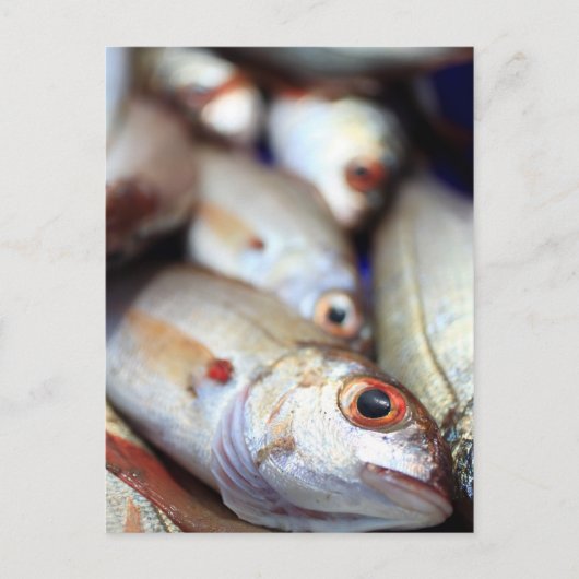 鮮魚 ポストカード (正面)