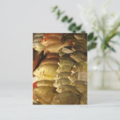 鮮魚 ポストカード (スタンド正面)