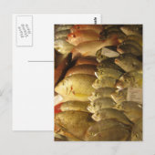 鮮魚 ポストカード (正面/裏面)