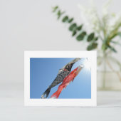 鯉のぼり（鯉幟）：東京，日本はがき ポストカード (スタンド正面)