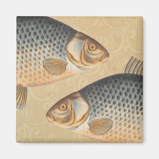 鯉魚魚釣り絵画の淡水 マグネット (正面)