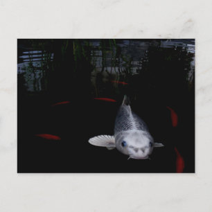 鯉魚 ポストカード