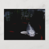 鯉魚 ポストカード (正面)