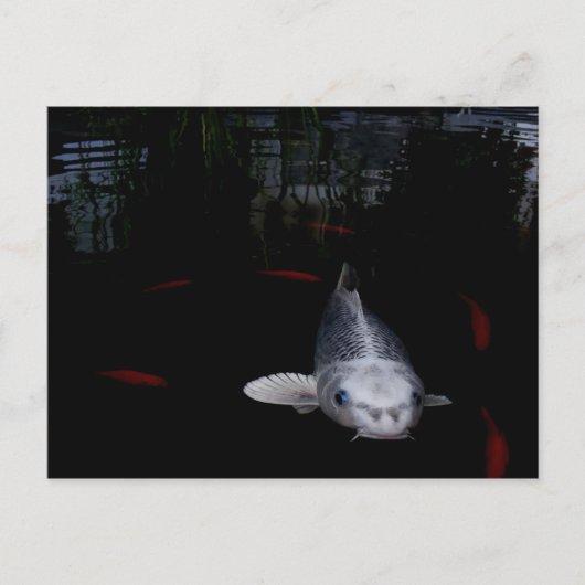 鯉魚 ポストカード (正面)