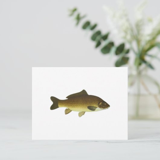 鯉 ポストカード (スタンド正面)