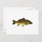 鯉 ポストカード (正面/裏面)