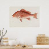 鯛ヴィンテージ ポスター (キッチン)