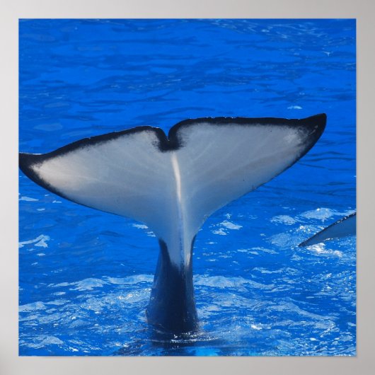 鯨のポスターの尾 ポスター (正面)
