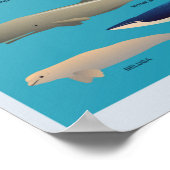 鯨の種類海哺乳類 ポスター (角)