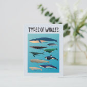 鯨の種類海哺乳類 ポストカード (スタンド正面)