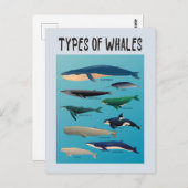 鯨の種類海哺乳類 ポストカード (正面/裏面)