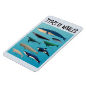 鯨の種類海哺乳類 マグネット (左側)