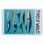 鯨の種類海哺乳類 マグネット (横)