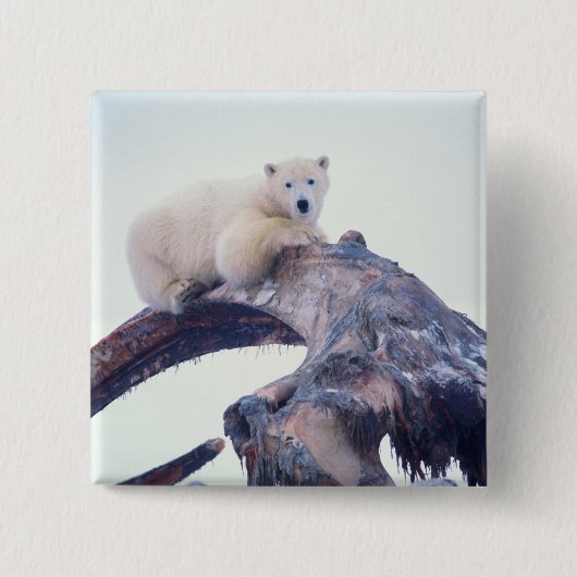 鯨の顎骨の上にホッキョクグマ 缶バッジ (正面)