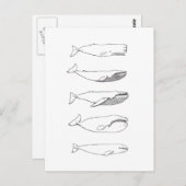 鯨イラストレーション（ラインアート） ポストカード (正面/裏面)