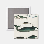 鯨海シーウォーターオルカ マグネット (正面/裏面)