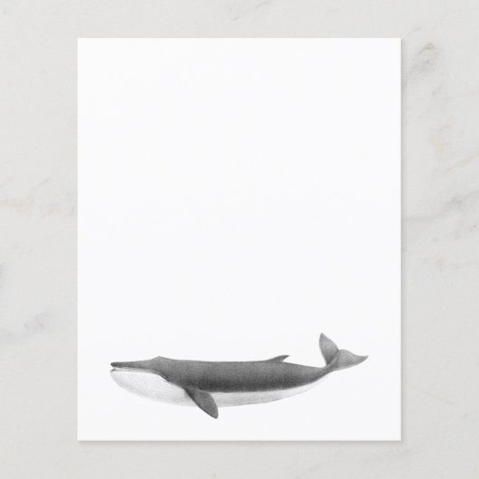 鯨紙シート (正面)