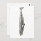 鯨製海洋生物葉書 ポストカード (正面/裏面)