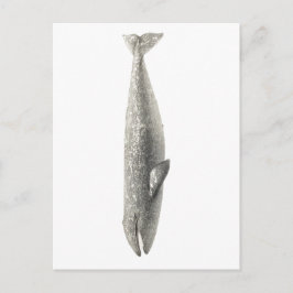 鯨製海洋生物葉書 ポストカード