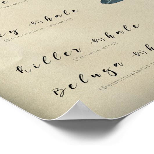 鯨類図 ポスター (角)