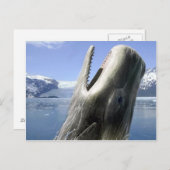 鯨 ポストカード (正面/裏面)
