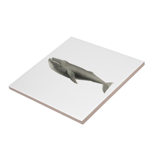 「鯨」海洋生物窯業瓦 タイル (側面)