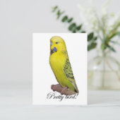 鳥かわいらし葉書 ポストカード (スタンド正面)