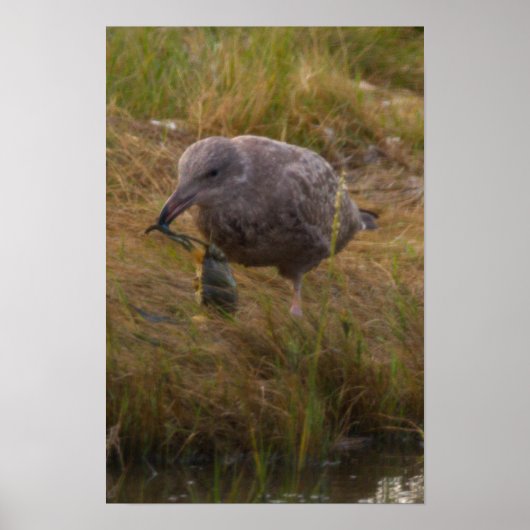 鳥がカニを捕まえたポスター ポスター (正面)