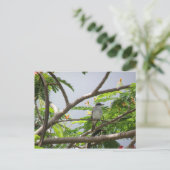 鳥がセリリョスで ポストカード (スタンド正面)