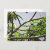 鳥がセリリョスで ポストカード (正面/裏面)