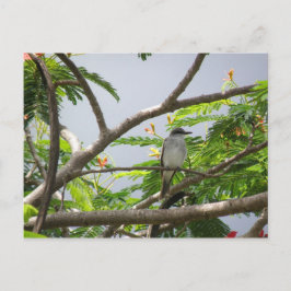 鳥がセリリョスで ポストカード